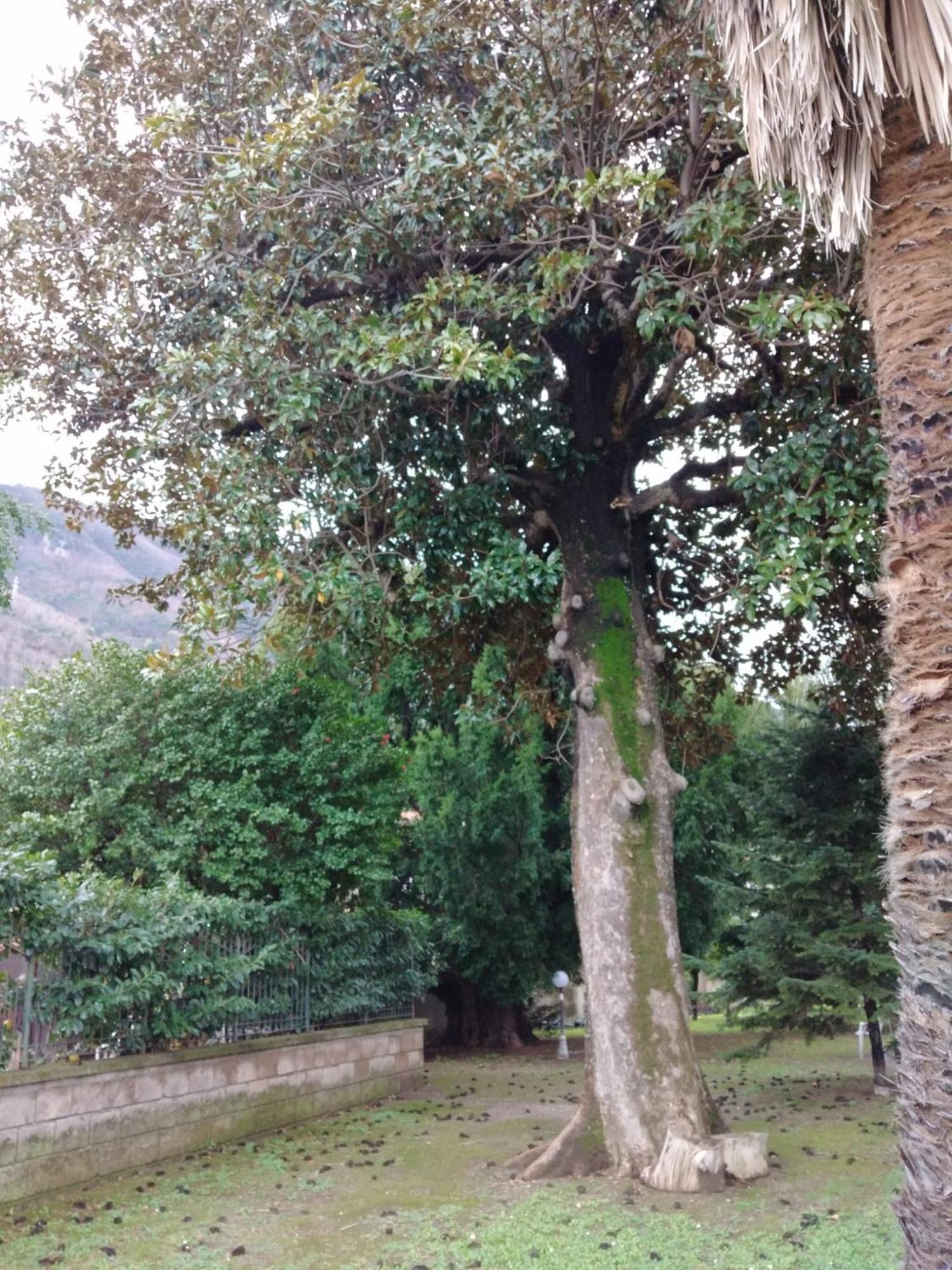 Villa Pellicano -Il Nido Castellammare di Stabia Bagian luar foto